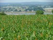 culture du maïs sur les bords de loire
