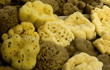 sponges sponges