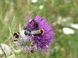 insectes & chardon