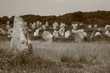 menhir sepia de carnac
