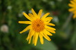 arnica arnica