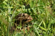 grenouille