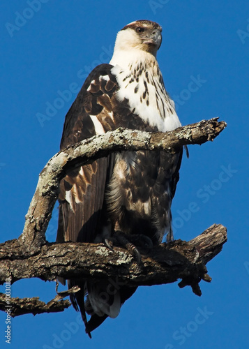 Foto: african fish eagle african fish eagle