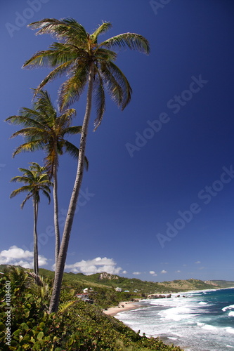 three palms