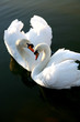 two love swans