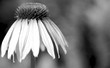 sad flower