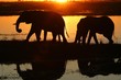 elephants au coucher du soleil