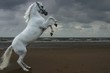 Foto: grey rearing on the beach grey rearing on the beach