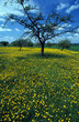 blumenwiese 3