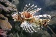 lion fish