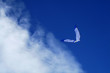cerf-volant