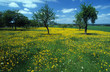 blumenwiese 5
