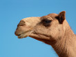 camel profile