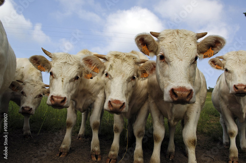 vaches vaches