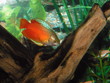 aquarium gourami