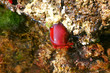 actinie rouge ou tomate de mer