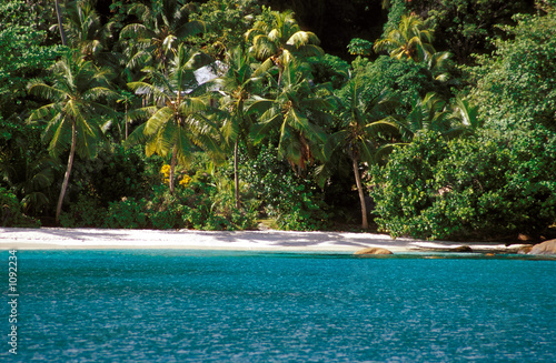 palm shaded beach