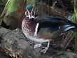 wood duck 2