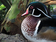 wood duck 4 wood duck 4