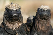 portrait d'iguanes marins portrait d'iguanes marins