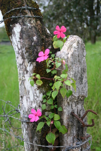 rustic fence post