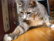 pouncing kitty pouncing kitty