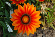 orange sonne