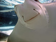stingray smiles stingray smiles