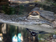 gator reflection gator reflection