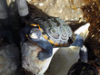 turtle-eye view turtle-eye view