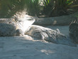 sleeping aligators sleeping aligators