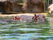 swimming hippos swimming hippos