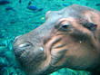 swimming hippo swimming hippo
