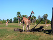 giraffe giraffe