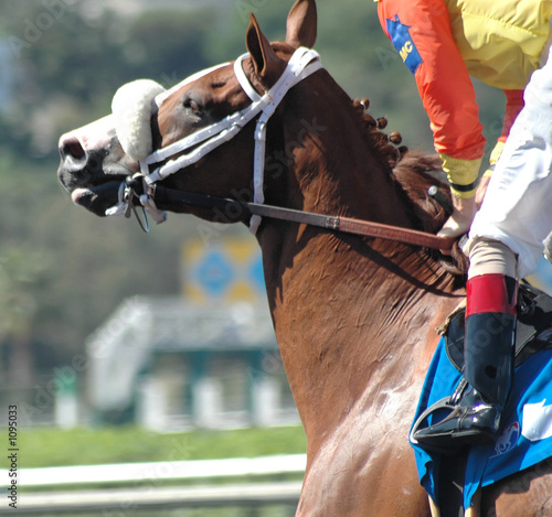 Photo: race horse race horse