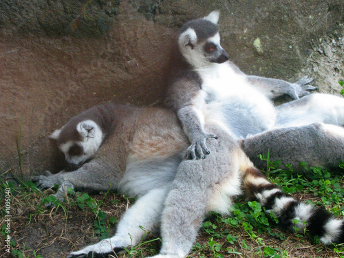 Photo: ringtailed lemurs relaxing ringtailed lemurs relaxing