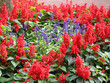 purple in field of red purple in field of red