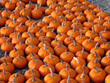 pumpkin patch