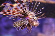 lionfish lionfish