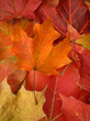 fall leaves - vertical