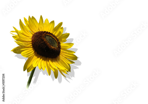 Foto: sonnenblume freigestellt sonnenblume freigestellt