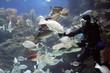 diver