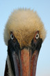 portrait de pélican brun portrait de pélican brun