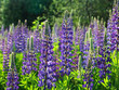 lupines 3