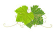 grape leaves 03