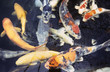 koi pond