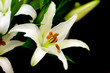 lily on the black