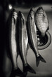 fishing catch