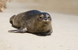 harbor seal pup 1 harbor seal pup 1