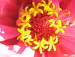 flowerish flowerish